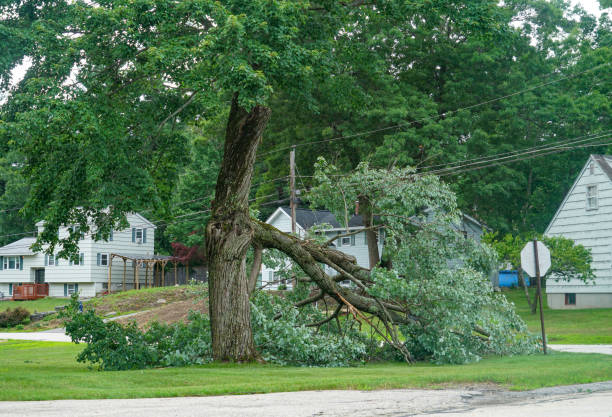 Professional Tree Removal in Keenesburg, CO