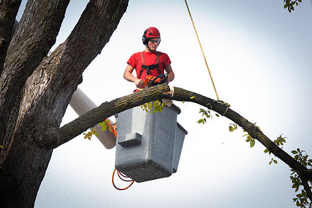 Best Stump Grinding and Removal  in Keenesburg, CO