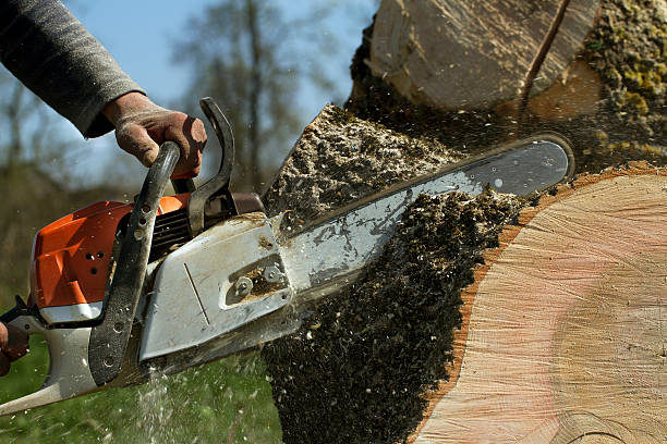 How Our Tree Care Process Works  in  Keenesburg, CO