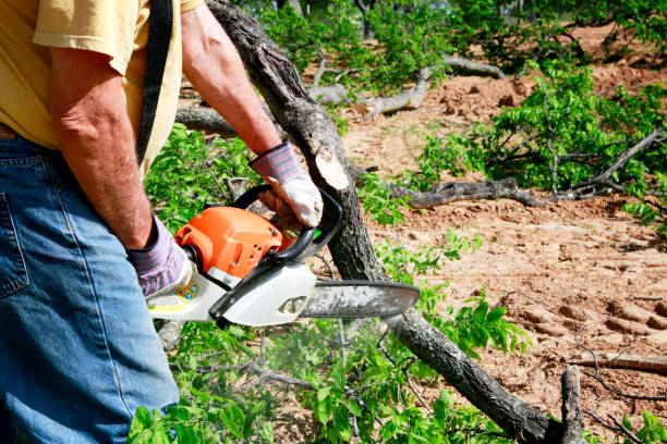 Best Emergency Tree Removal  in Keenesburg, CO